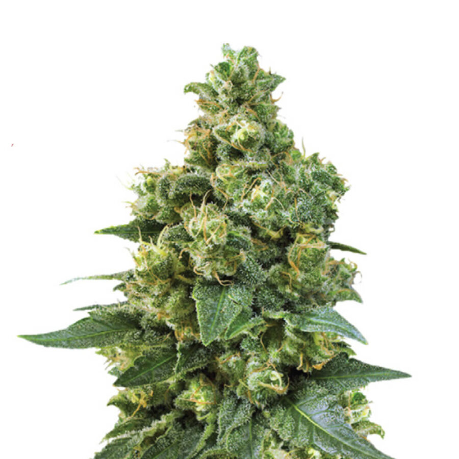 Narcos Cali Critical Power Feminized (5 Samen Packung)