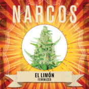 Narcos El Limón Feminized (3 Samen Packung)