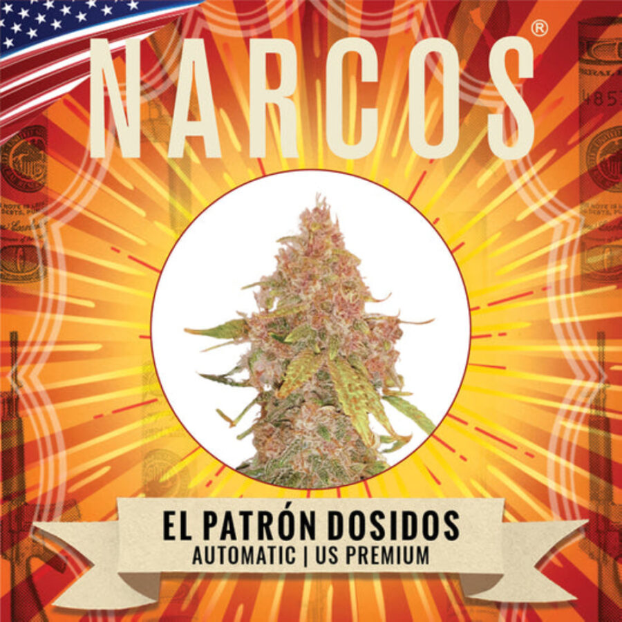 Narcos El Patrón Dosidos Autoflowering (5 Samen Packung)