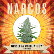 Narcos Grieselda White Widow Feminized (3 Samen Packung)