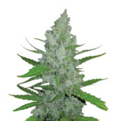 Narcos Grieselda White Widow Feminized (3 Samen Packung)