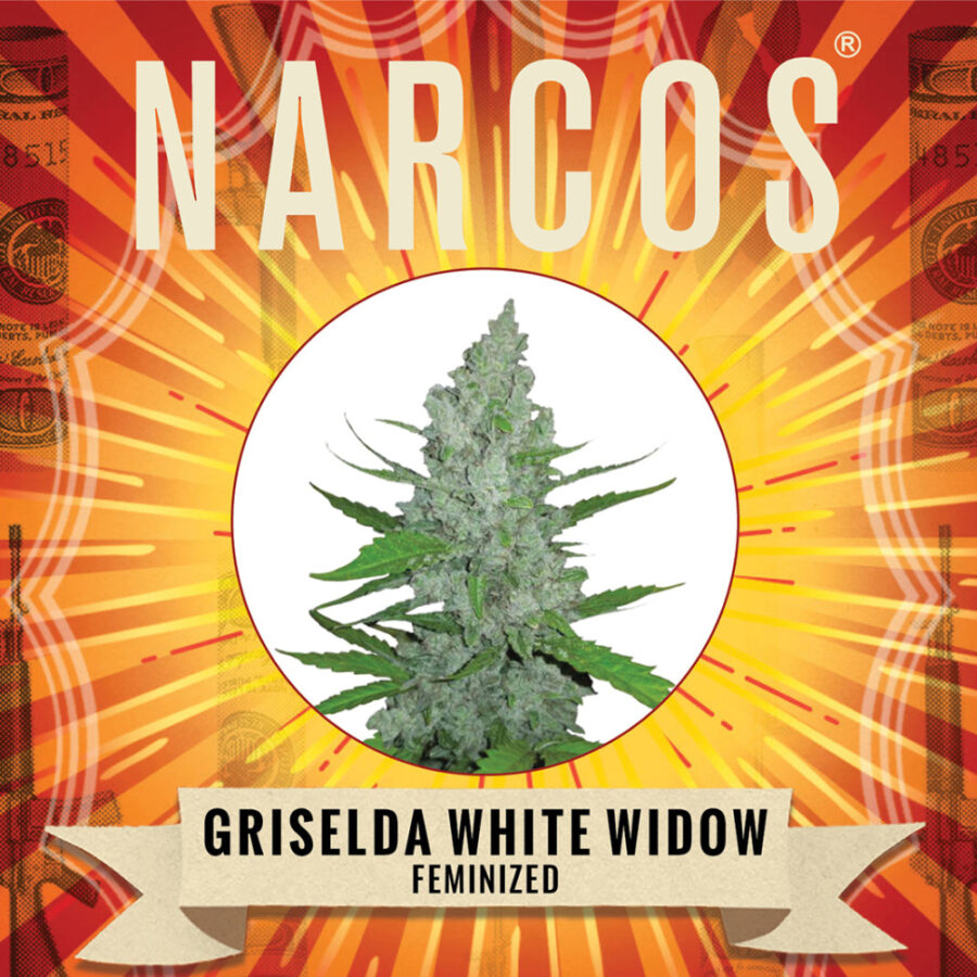 Narcos Grieselda White Widow Feminized (5 Samen Packung)