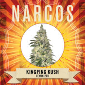 Narcos Kingping Kush Feminized (3 seeds pack)