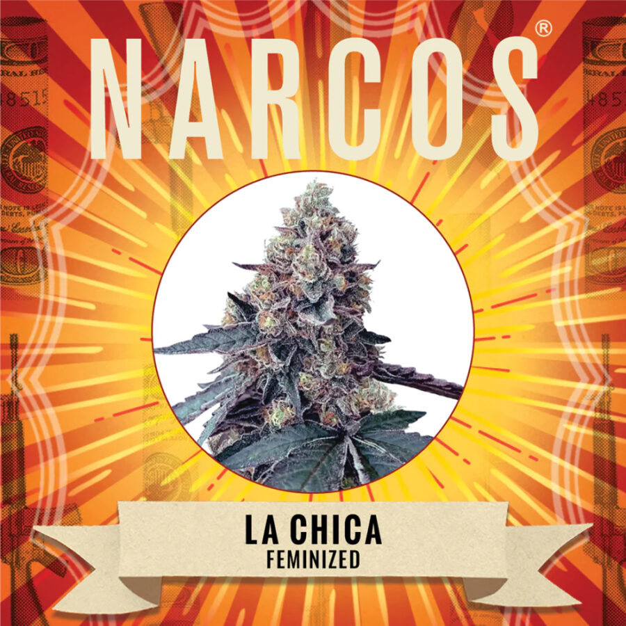 Narcos La Chica Feminized (3 Samen Packung)