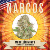 Narcos Medellín Munt Féminisée (Pack de 5 graines)