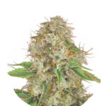 Narcos Medellín Munt Feminized (5 Samen Packung)