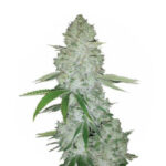 Narcos Miami Sunset OG Feminized (3 Samen Packung)