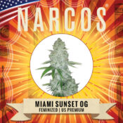 Narcos Miami Sunset OG Feminized (5 Samen Packung)