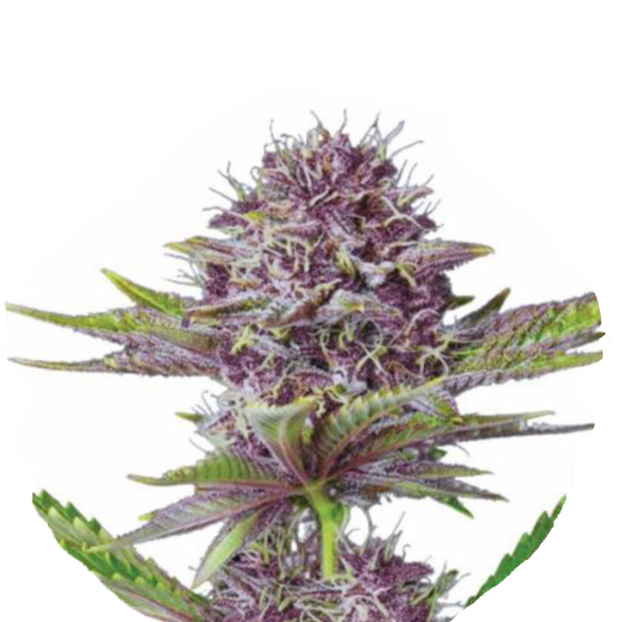 Narcos Sabroso Cherry Feminized (5 Samen Packung)