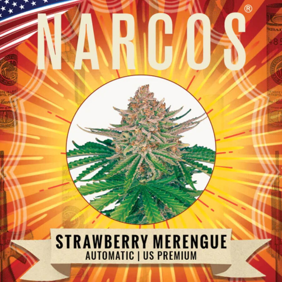 Narcos Strawberry Merengue Autoflowering (5 Samen Packung)