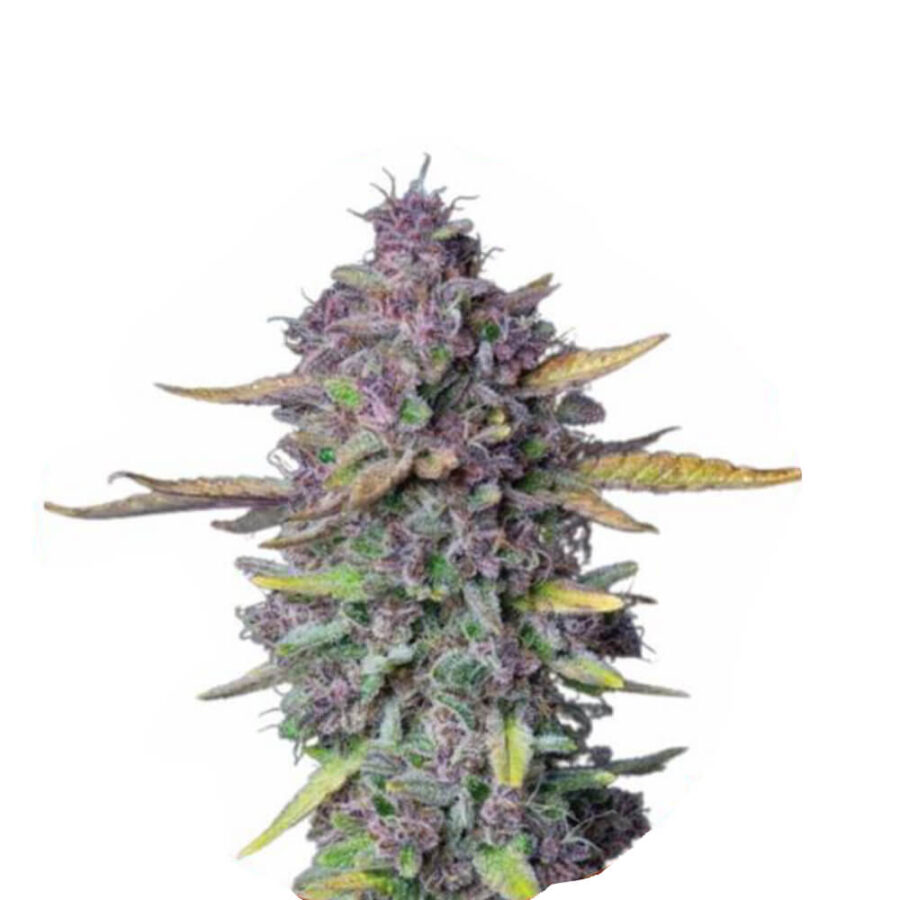 Narcos Sueño Purple Punch Autoflowering (5 Samen Packung)