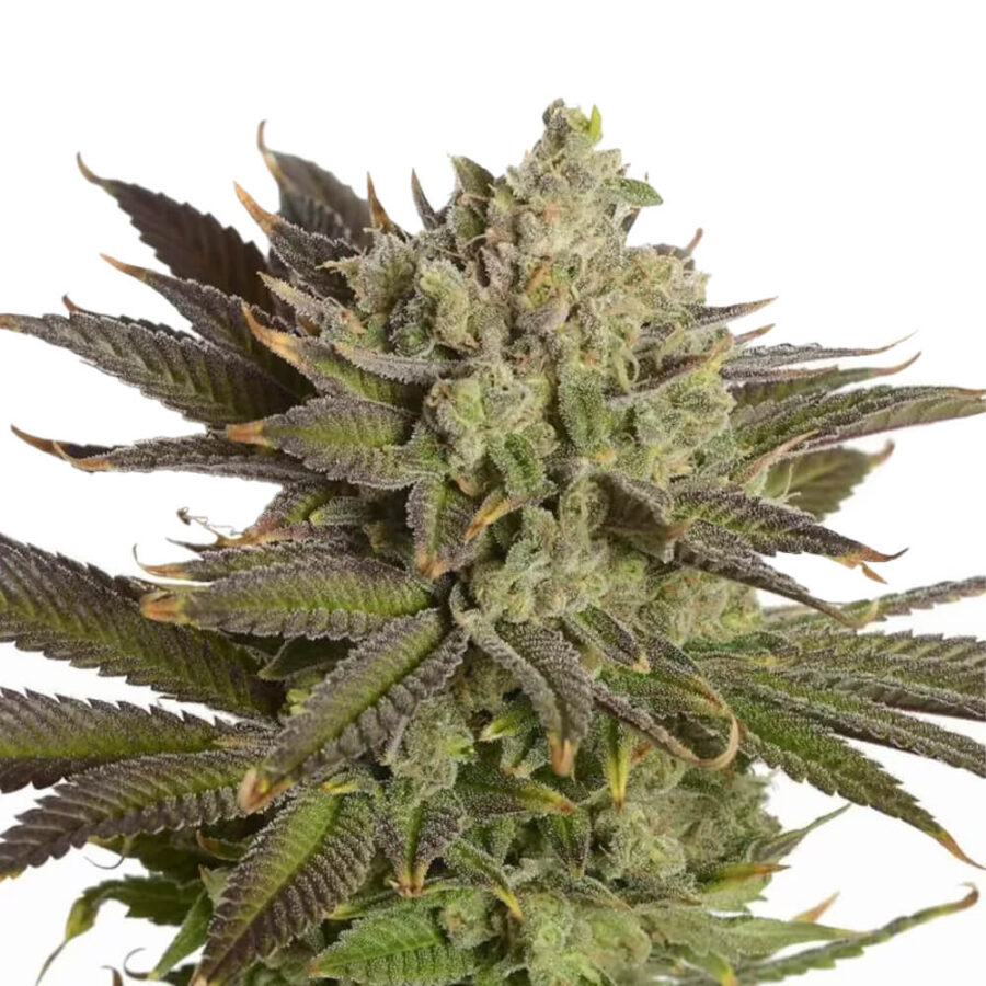 Amsterdam Genetics - AK 020 Autoflower (5 Samen Packung)