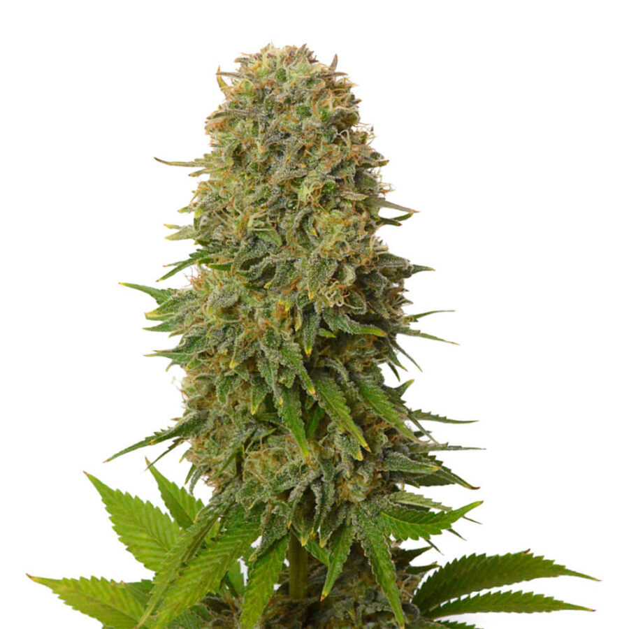 Amsterdam Genetics - Amnesia Haze (5 Samen Packung)