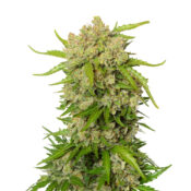 Amsterdam Genetics - Blue Amnesia Autoflower (5 Samen Packung)