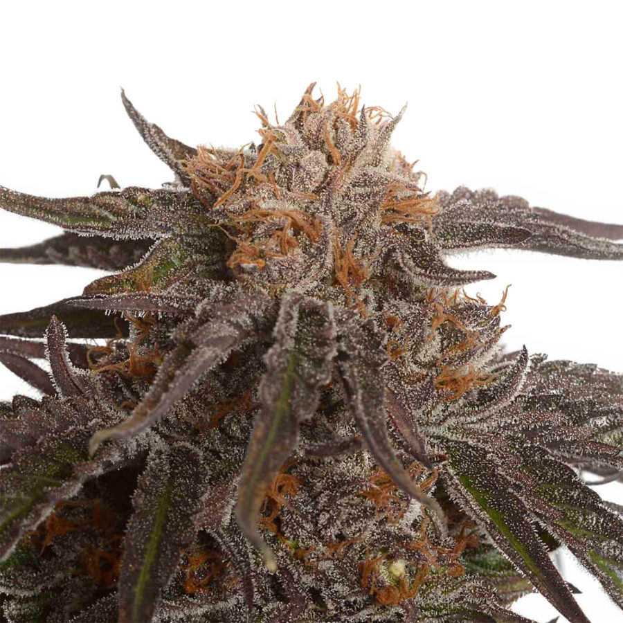 Amsterdam Genetics - Blue Magic (5 Samen Packung)