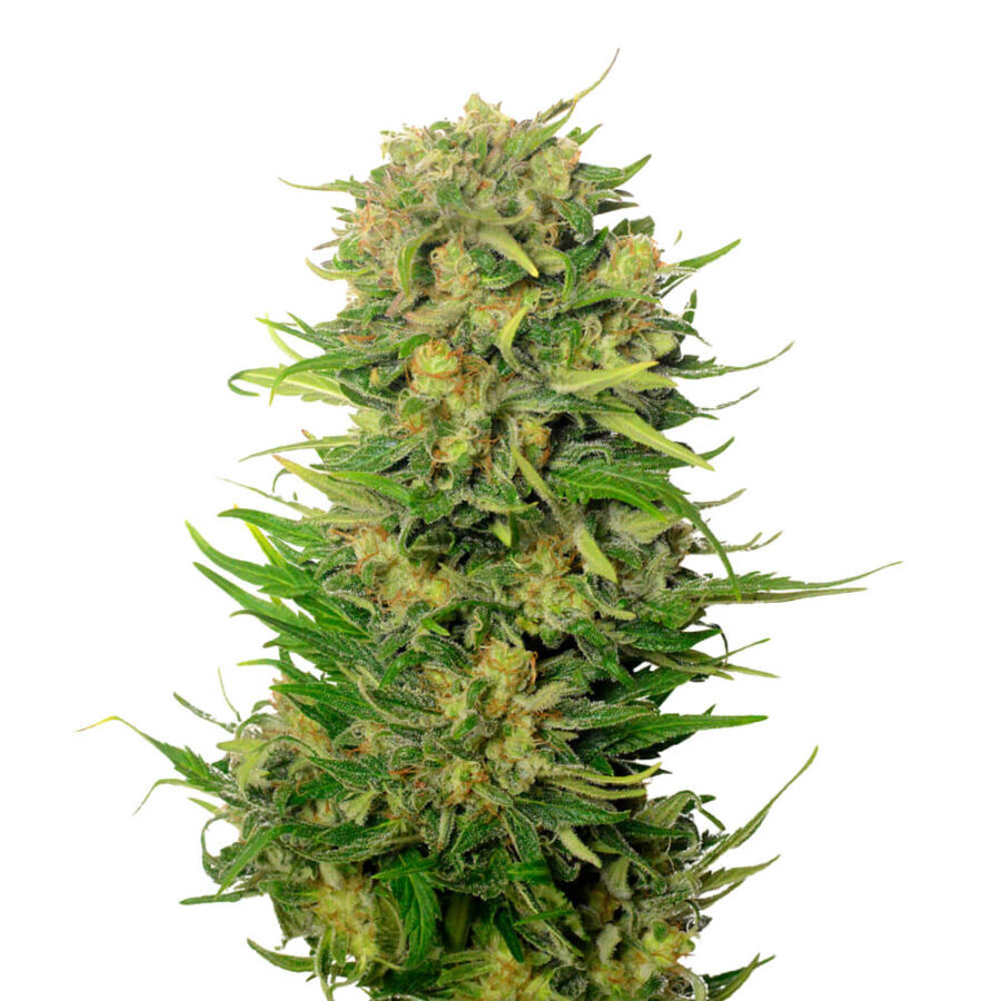 Amsterdam Genetics - Choco Kush Autoflower (5 Samen Packung)