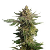 Amsterdam Genetics - Green Magic (5 Samen Packung)