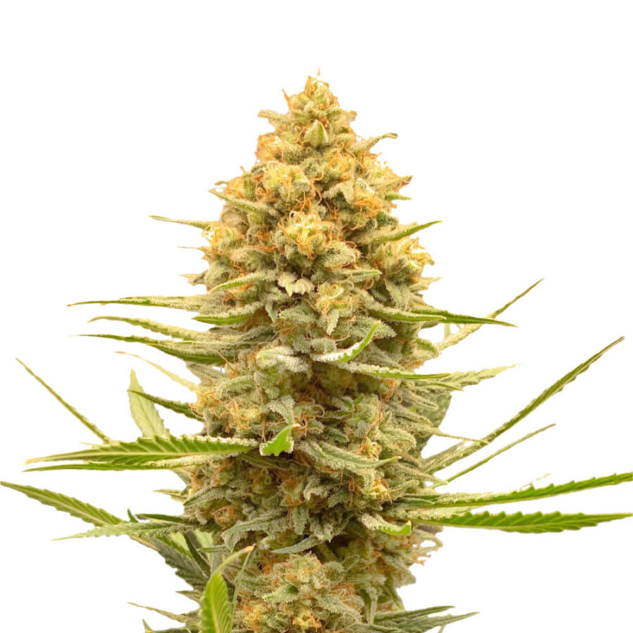 Amsterdam Genetics - Lemon Ice (5 Samen Packung)