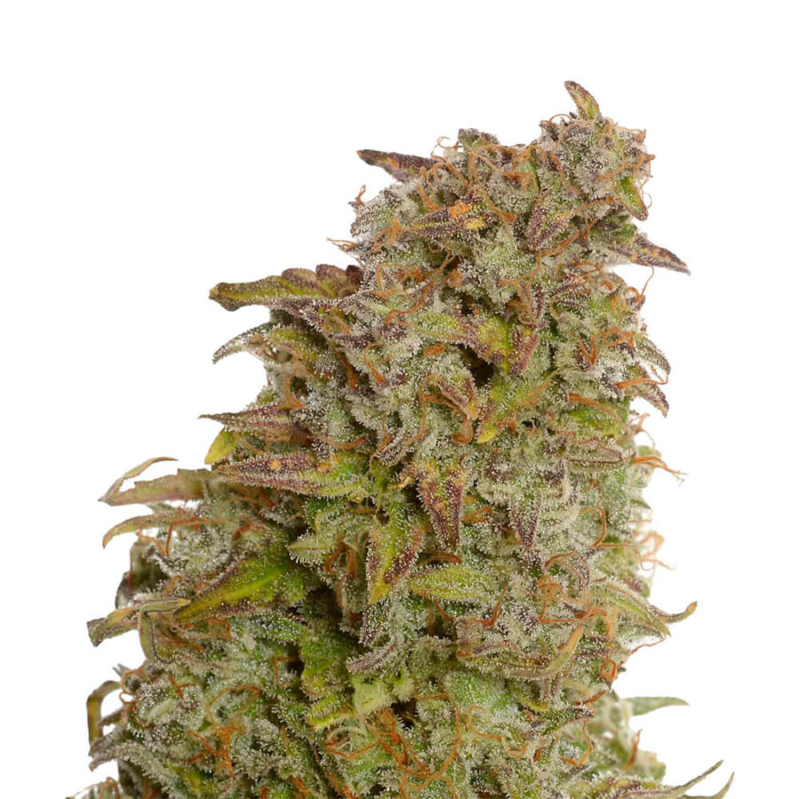 Amsterdam Genetics - Milkshake Kush Autoflower (5 Samen Packung)