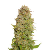 Amsterdam Genetics - Milkshake Kush Autoflower (5 Samen Packung)