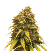 Amsterdam Genetics - Super Silver Haze (5 Samen Packung)