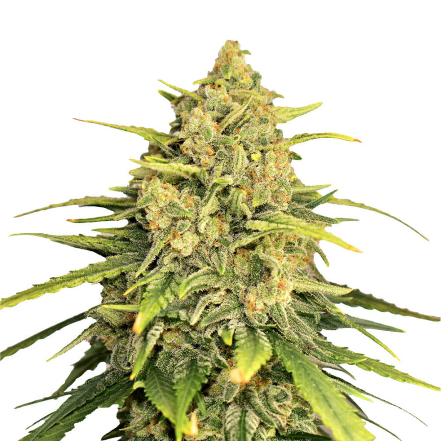 Amsterdam Genetics - Tangerine G13 (5 Samen Packung)