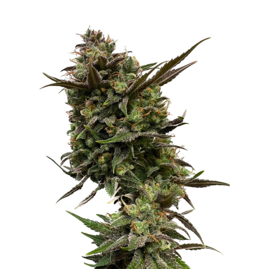 Amsterdam Genetics - White Choco (5 Samen Packung)