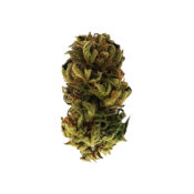 Royal Queen Seeds Royal Kush Auto autoflowering cannabis seeds (5 Samen Packung)