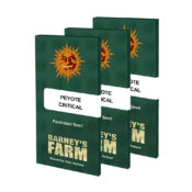 Barney's Farm Peyote Critical (5 Samen Packung)