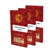 Barney's Farm Purple Punch Auto (5 Samen Packung)