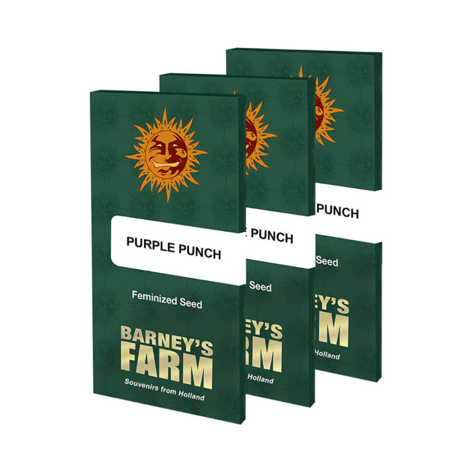 Barney's Farm Purple Punch (5 Samen Packung)