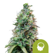 Royal Queen Seeds Amnesia Haze Auto autoflowering cannabis seeds (3 Samen Packung)