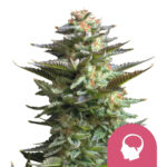 Royal Queen Seeds Amnesia Haze feminized cannabis seeds (3 Samen Packung)