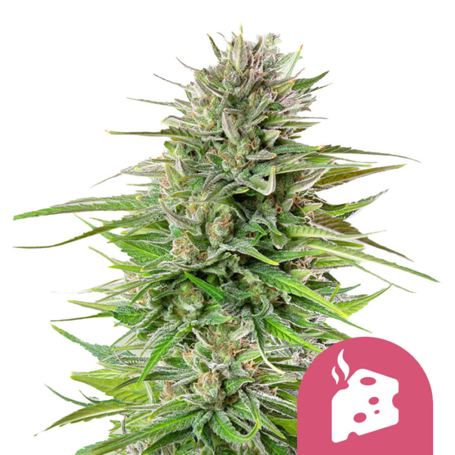 Royal Queen Seeds Blue Cheese feminized cannabis seeds (3 Samen Packung)