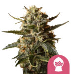 Royal Queen Seeds Bubblegum XL feminized cannabis seeds (3 Samen Packung)