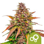 Royal Queen Seeds Bubblekush Auto autoflowering cannabis seeds (3 Samen Packung)