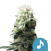 Royal Queen Seeds Dance World CBD cannabis seeds (5 Samen Packung)