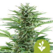 Royal Queen Seeds Easy Bud autoflowering cannabis seeds (3 Samen Packung)