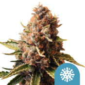 Royal Queen Seeds Euphoria CBD cannabis seeds (3 Samen Packung)