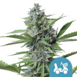 Royal Queen Seeds Fast Eddy Auto CBD cannabis seeds (3 Samen Packung)