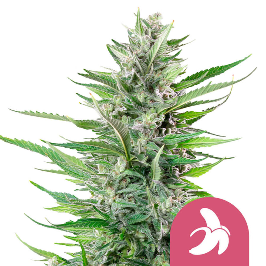 Royal Queen Seeds Fat Banana feminized cannabis seeds (5 Samen Packung)