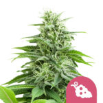 Royal Queen Seeds Fruit Spirit feminized cannabis seeds (3 Samen Packung)