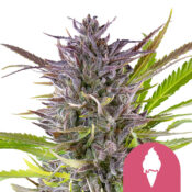 Royal Queen Seeds Green Gelato feminized cannabis seeds (3 Samen Packung)