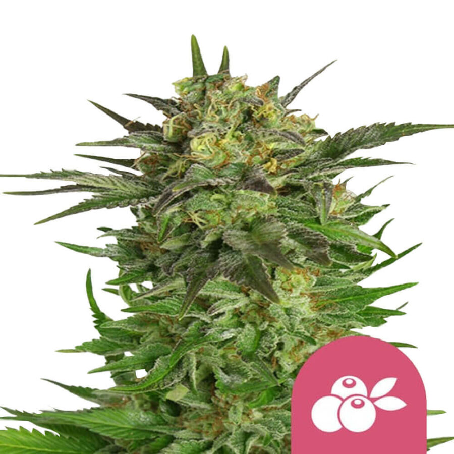 Royal Queen Seeds Haze Berry feminized cannabis seeds (3 Samen Packung)