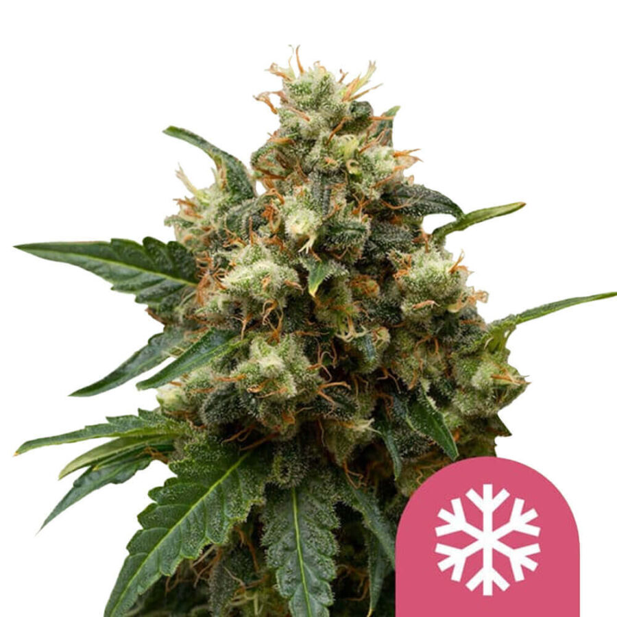 Royal Queen Seeds ICE feminized cannabis seeds (3 Samen Packung)