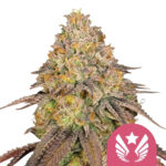 Royal Queen Seeds Legendary OG Punch feminized cannabis seeds (5 Samen Packung)