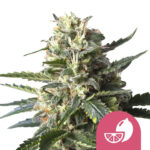 Royal Queen Seeds Lemon Shining Silver Haze feminized cannabis seeds (3 Samen Packung)