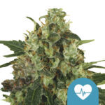 Royal Queen Seeds Medical Mass CBD cannabis seeds (3 Samen Packung)