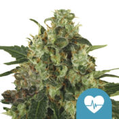 Royal Queen Seeds Medical Mass CBD cannabis seeds (5 Samen Packung)