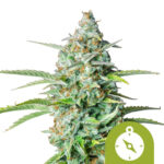 Royal Queen Seeds Northern Light Auto autoflowering cannabis seeds (3 Samen Packung)